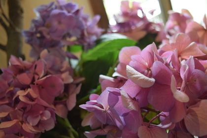 あじさいの季節はもうすぐそこ、、、！