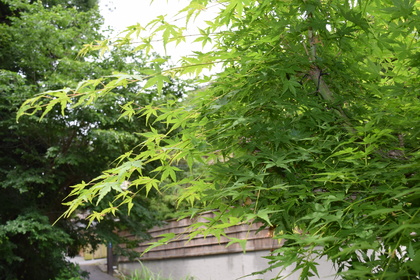 木陰で感じる涼しい風が身も心も癒してくれます