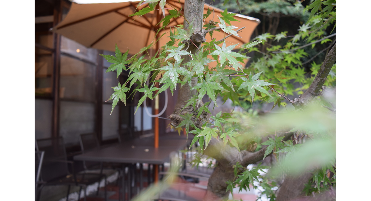 お店のお庭の紅葉もだんだん色づいてきましたよ♪