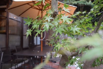 お店のお庭の紅葉もだんだん色づいてきましたよ♪